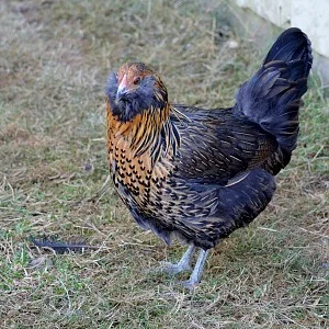 Easter Egger bantam chickens for sale small colorful egg laying backyard chickens