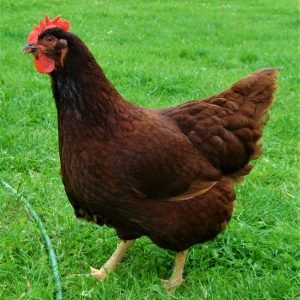 Rhode Island Red chickens for sale farm-raised laying hens at PrimeFlock Farms