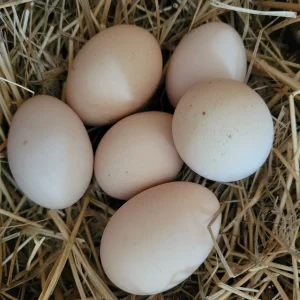 Rhode Island Red exhibition hatching eggs for sale fertile show quality chicken eggs