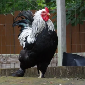Dark Brahma rooster for sale large breeding rooster at PrimeFlock Farms