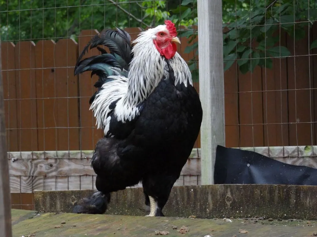 Dark Brahma Rooster for Sale | Large Breeding Rooster