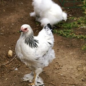 light brahma started pullet for sale