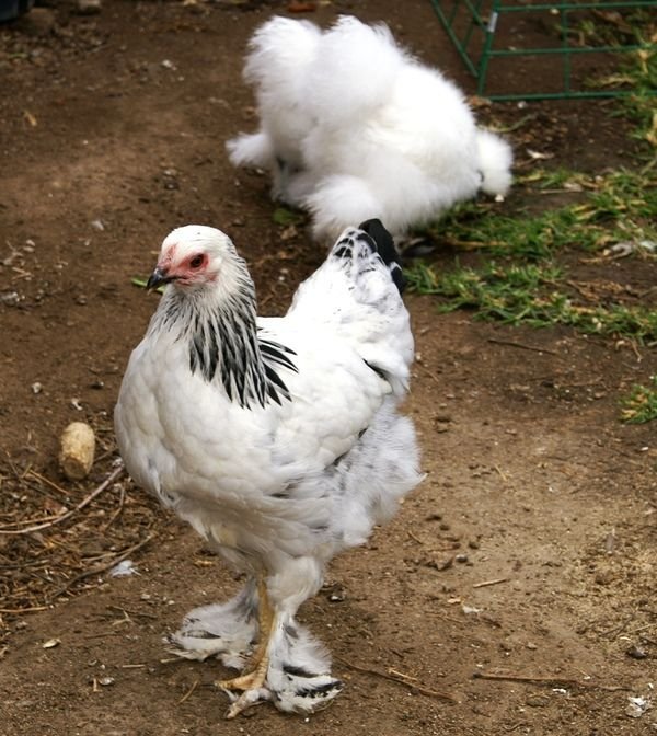 Light Brahma Started Pullet for Sale | Young Laying Hen