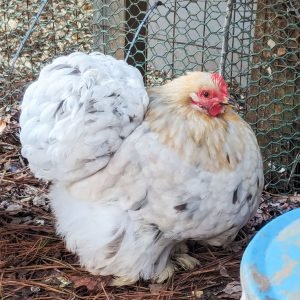 Splash Cochin Bantam chicken for sale fluffy ornamental backyard poultry breed