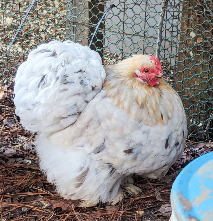Splash Cochin Bantam chicken for sale fluffy ornamental backyard poultry breed