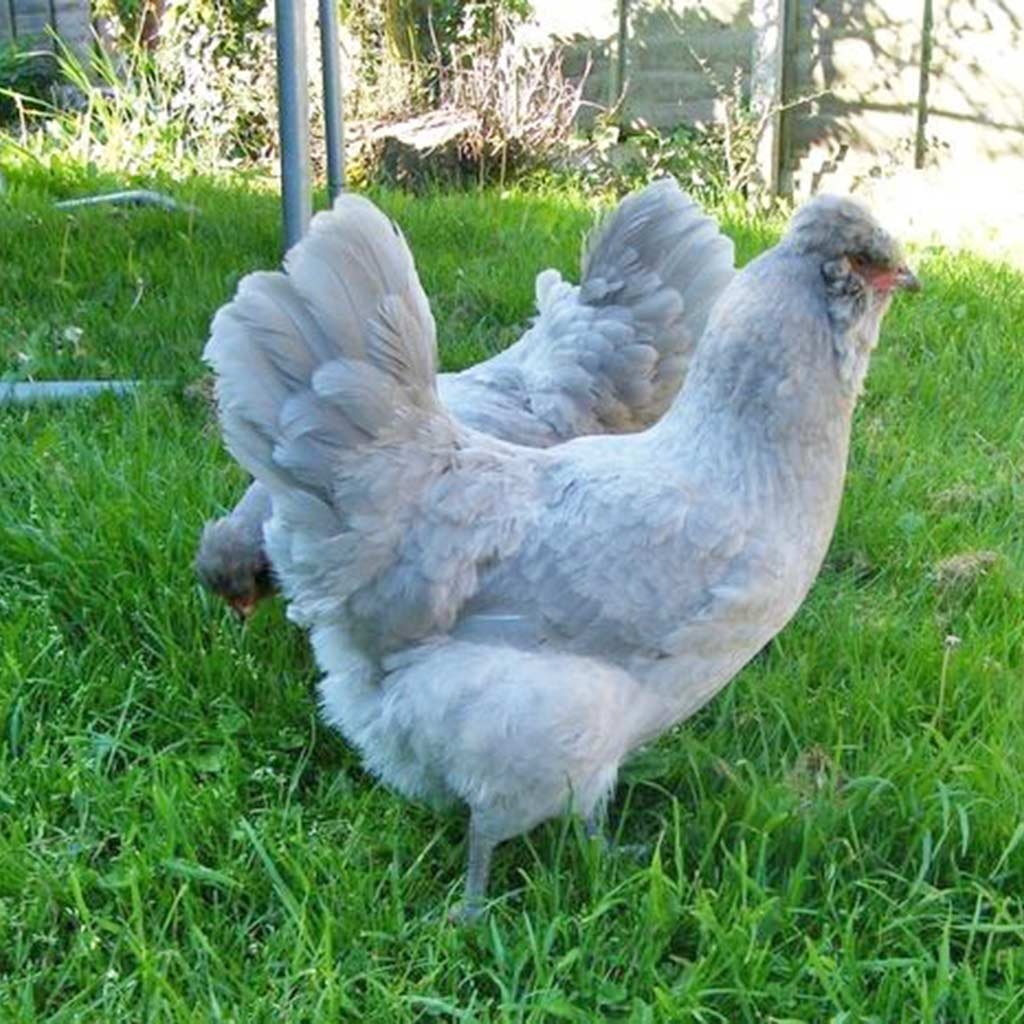 Ameraucana chickens for sale