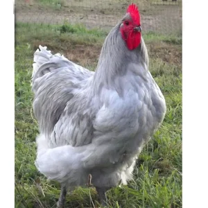 Lavender Orpington rooster for sale rare calm breeding chicken at PrimeFlock Farms