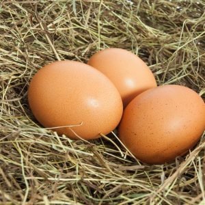 Barred Rock hatching eggs for sale fertile chicken eggs for incubation