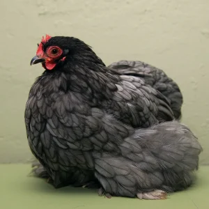 Blue Cochin Bantam chicken for sale fluffy ornamental backyard poultry
