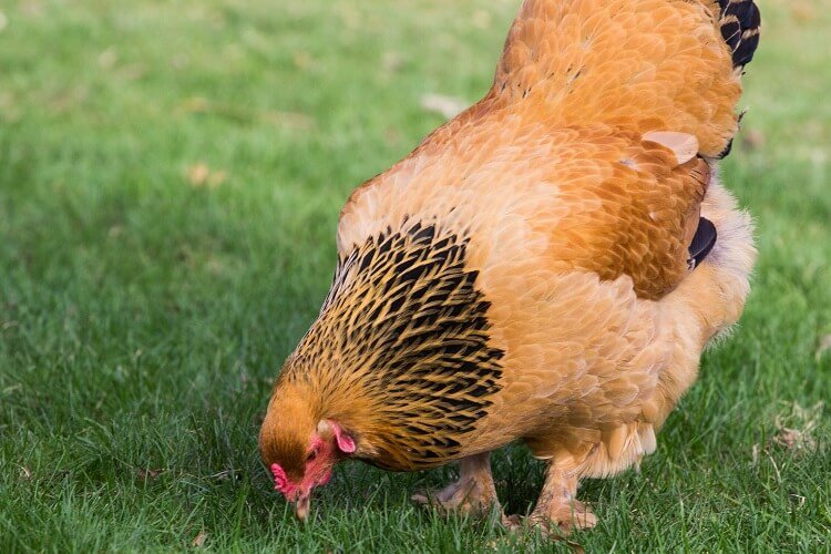 brown egg laying hens for sale