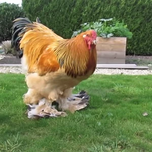 Buff Brahma rooster for sale large calm breeding rooster at PrimeFlock Farms