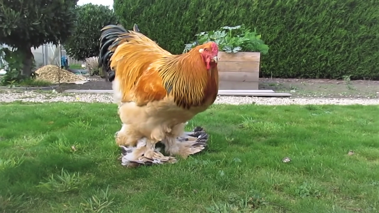Buff Brahma Rooster for Sale | Large Calm Breeding Rooster