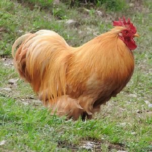 Buff Cochin chicken for sale large fluffy dual purpose farm poultry