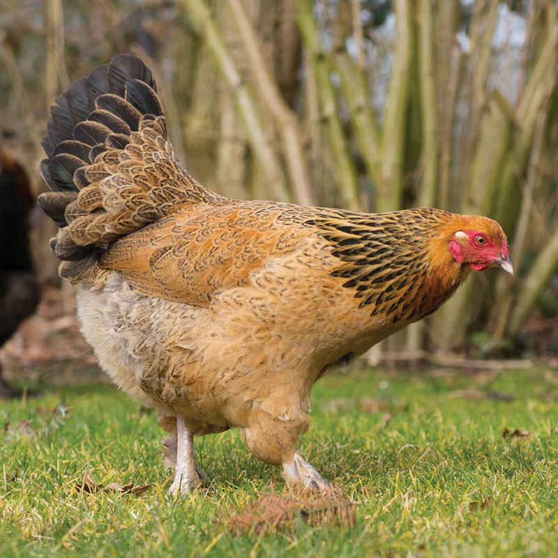 Buff Brahma Hen for Sale | Large Broody Heritage Chicken