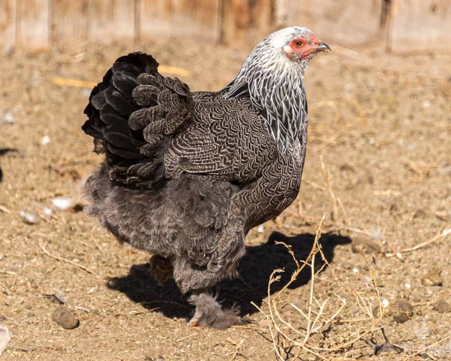 brahma hens for sale