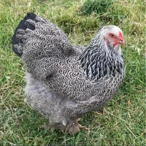 Dark Brahma hen for sale large laying chicken at PrimeFlock Farms