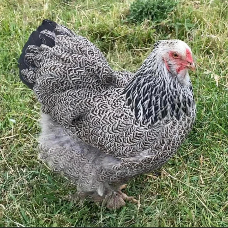 Dark Brahma Hen for Sale | Large Laying Chicken