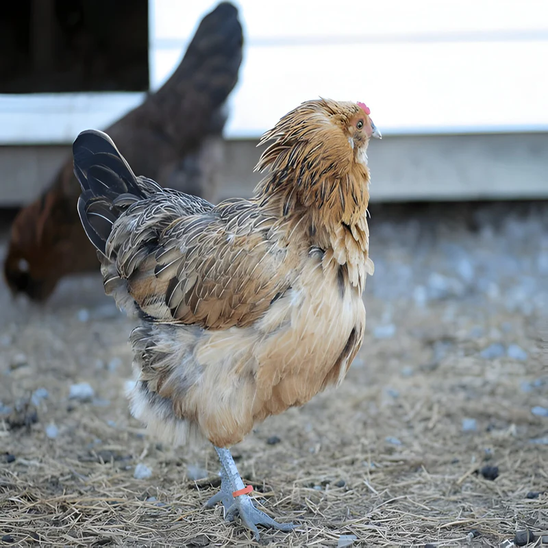Easter Egger started pullet for sale ready to lay colorful egg backyard chickens