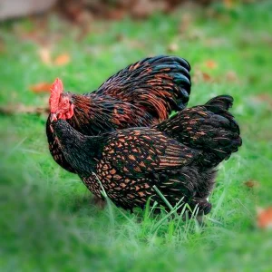 Gold Laced Standard Cochin chicken for sale large fluffy ornamental farm poultry