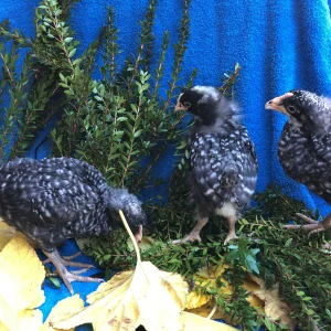 Barred Rock bantam chicks for sale small backyard chickens baby chicks