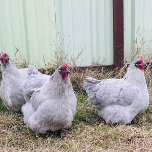 Lavender Orpington chickens for sale calm fluffy backyard poultry breed at PrimeFlock Farms