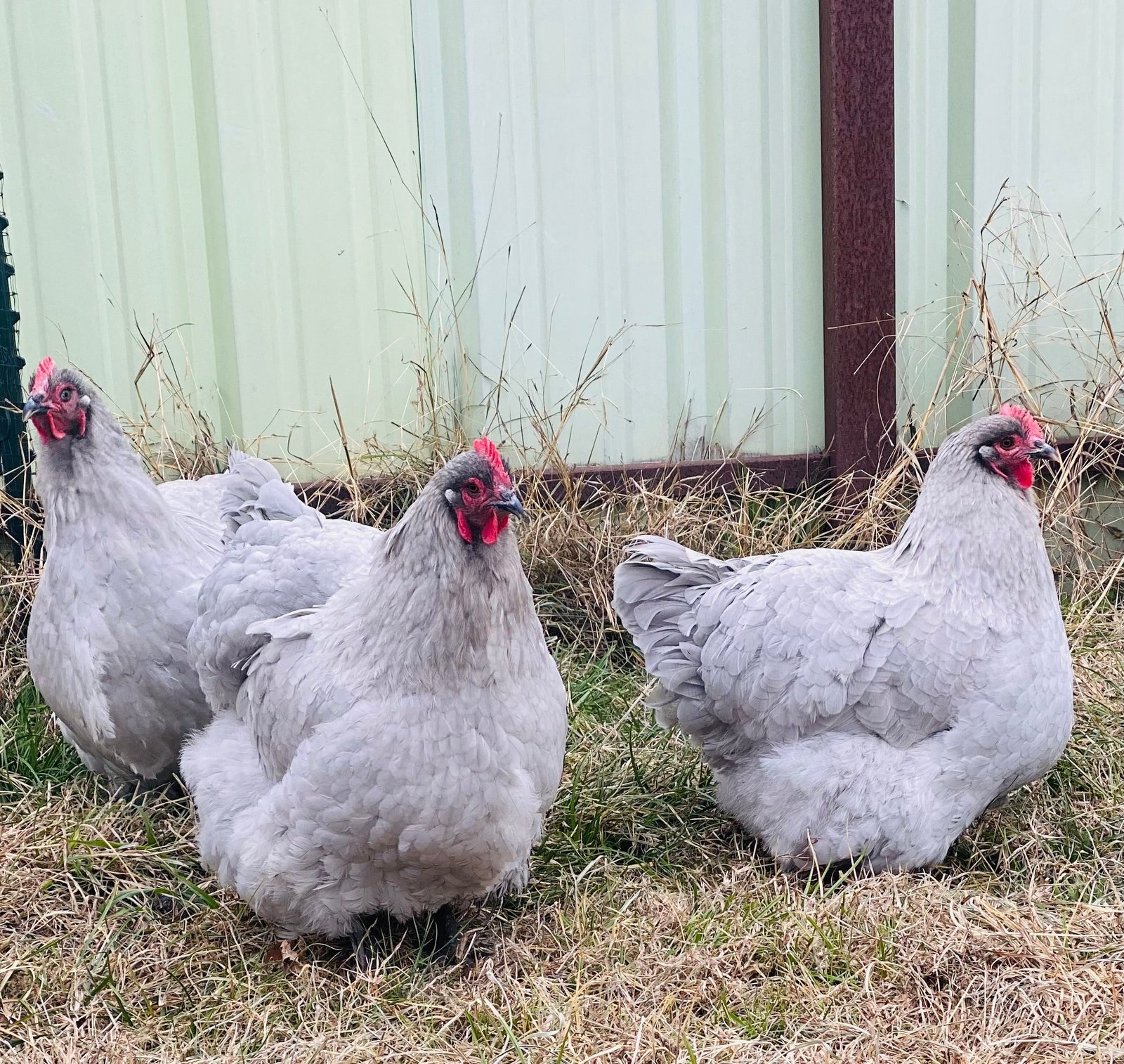 Lavender Orpington Chickens for Sale | Calm Dual Purpose Breed
