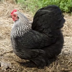 Birchen Cochin Bantam chicken for sale rare fluffy ornamental backyard poultry