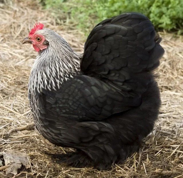 Birchen Cochin Bantam chicken for sale rare fluffy ornamental backyard poultry