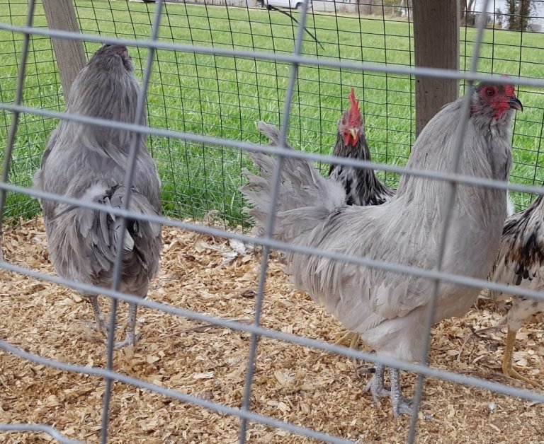 blue eggs chicken