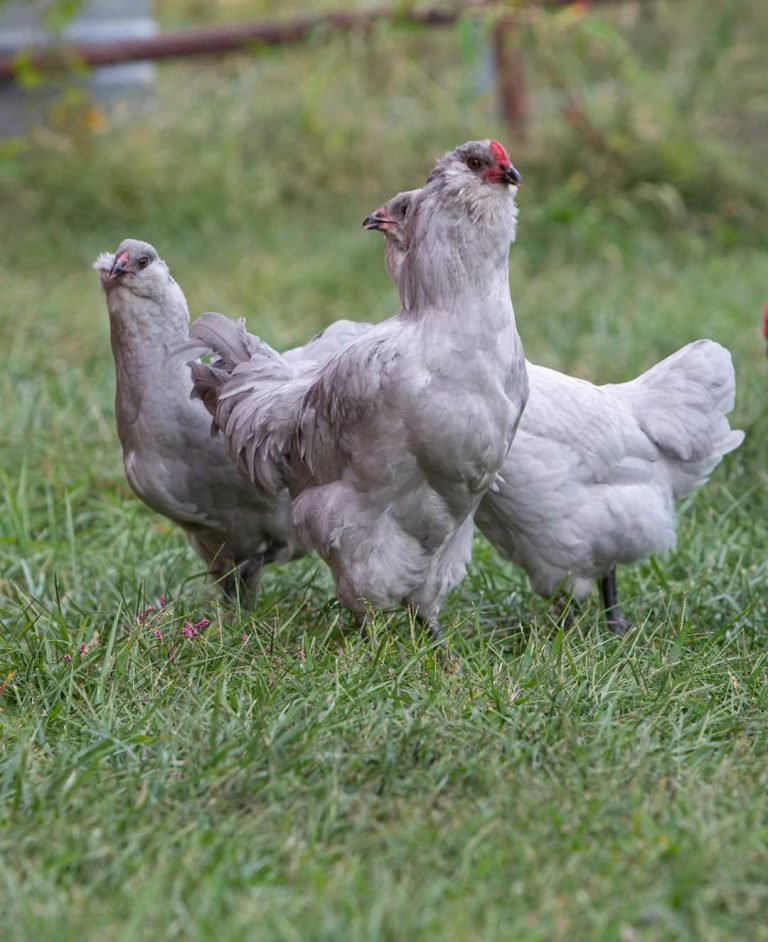 backyard egg laying chickens