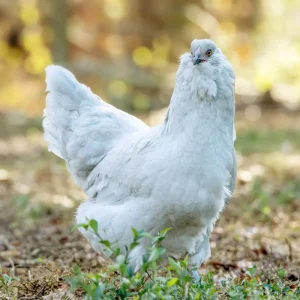 Lavender Ameraucana chickens for sale rare blue egg laying backyard poultry breed