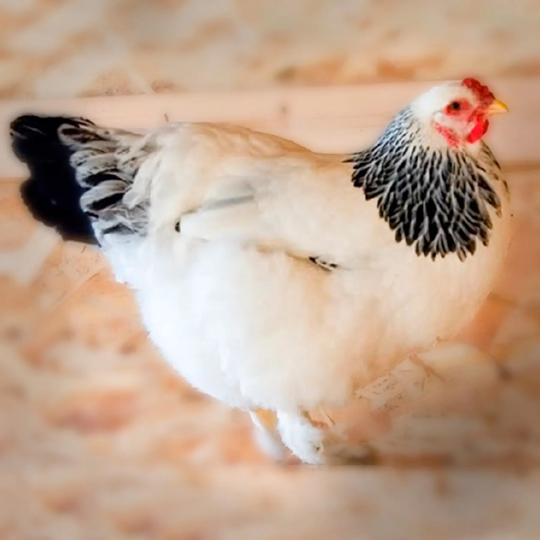 brahma chickens for sale