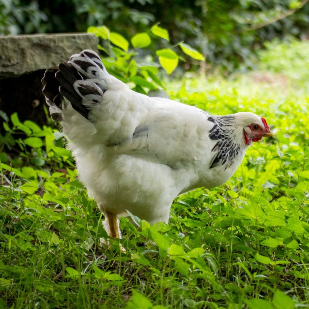 meat chickens for sale