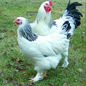 Light Brahma chickens for sale large dual purpose breed at PrimeFlock Farms