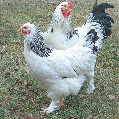 Light Brahma Chickens for Sale | Large Dual Purpose Breed