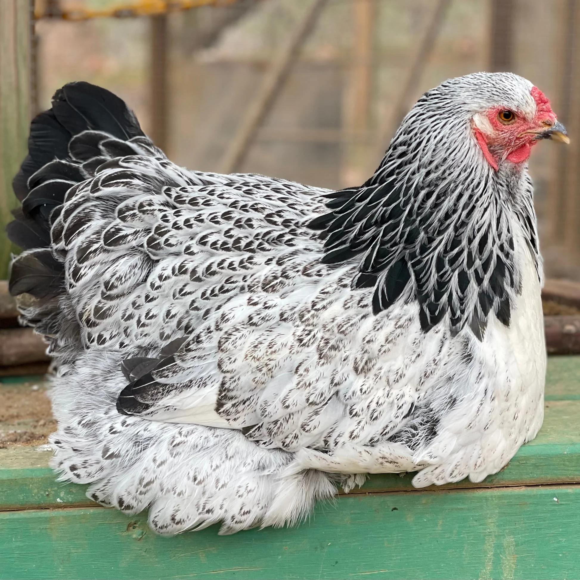 chickens for meat and eggs