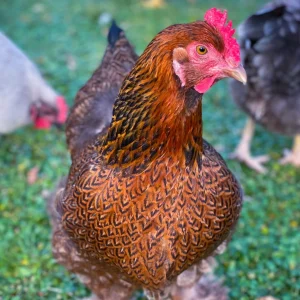 Partridge Cochin Bantam chicken for sale patterned fluffy backyard poultry