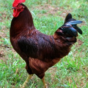 Rhode Island Red rooster for sale strong breeding male chicken at PrimeFlock Farms