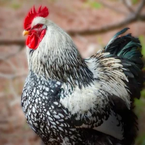 Silver Laced Cochin chickens for sale fluffy ornamental backyard chickens