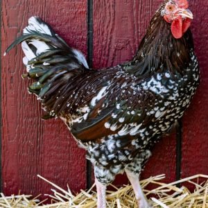 Speckled Sussex rooster for sale strong heritage breeding male chicken farm flock leader