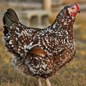 Speckled Sussex started pullet for sale ready to lay backyard brown egg chicken