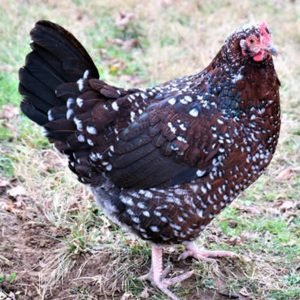 Speckled Sussex hens for sale brown egg laying friendly backyard chickens heritage breed