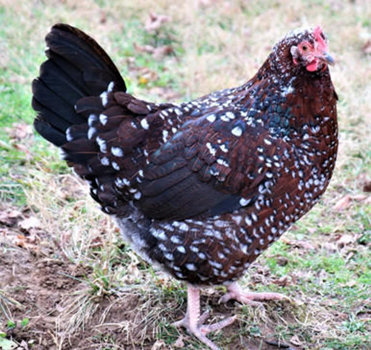 Speckled Sussex hens for sale brown egg laying friendly backyard chickens heritage breed