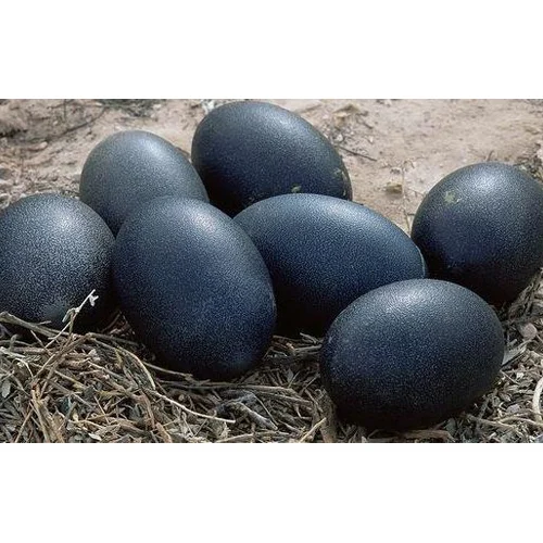 Ayam Cemani hatching eggs for sale fertile rare exotic chicken eggs for incubation at PrimeFlock Farms