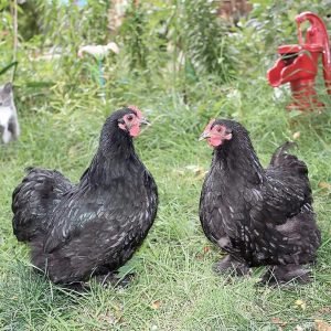 Black Cochin Bantam for Sale | Friendly Mini Fluffy Chickens
