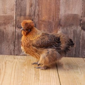 Buff Silkie bantam chickens for sale fluffy golden ornamental pet backyard chickens