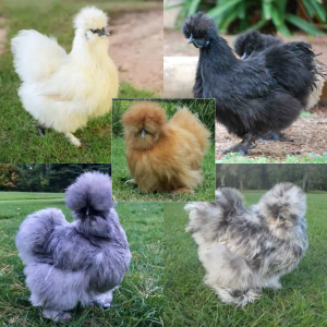 Assorted Silkie bantam chickens for sale fluffy ornamental pet backyard chickens friendly breed