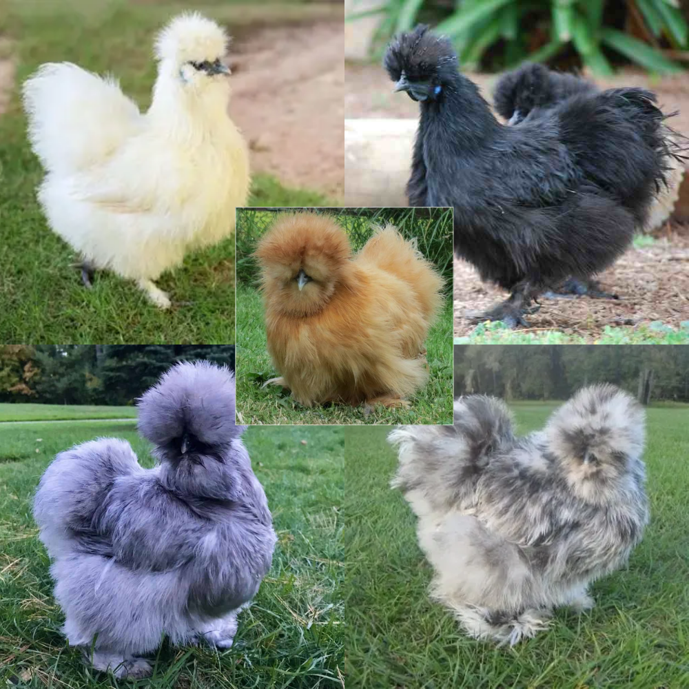 Assorted Silkie bantam chickens for sale fluffy ornamental pet backyard chickens friendly breed