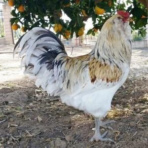 Easter Egger rooster for sale colorful breeding rooster backyard flock protector
