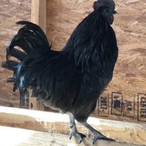 Ayam Cemani black rooster for sale rare all black exotic chicken breed